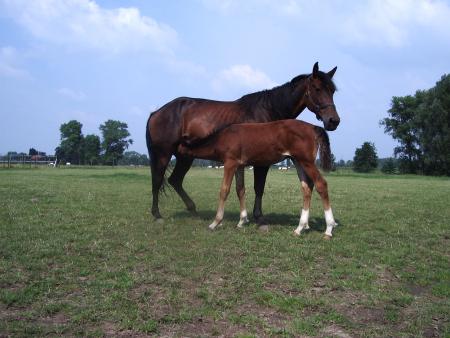 Réveur et sa maman